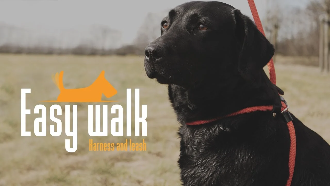Hondentuig met Riem van Touw, Zwart, Regular 345 cm – Easy Walk Schoudermodel - Afbeelding 3