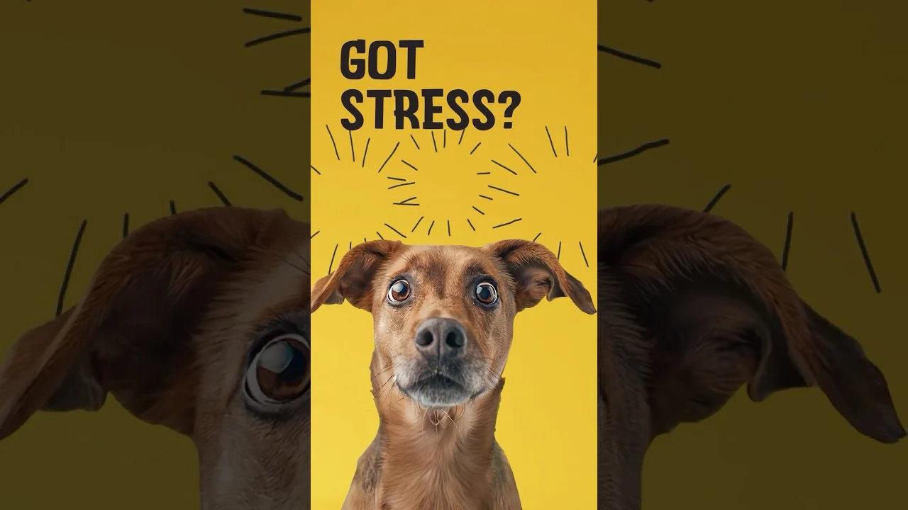 Zachte Kauwsnacks voor Honden bij Spanning, 60 Stuks – Excellent Pets No Stress Soft Chews - Afbeelding 2