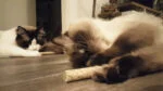 Houten Kattenspeeltje met MADNIP – Addicted! Triple Wood - Afbeelding 3