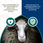 Energiebolus voor Schapen en Geiten, 24 Stuks – Excellent Ener Bolus Schaap & Geit - Afbeelding 4