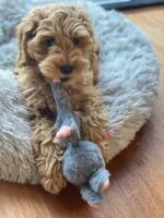 Hondenknuffel Konijn van Pluche met Pieper – Bunny Puppy Crunchy Knot - Afbeelding 3