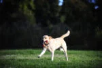 Trekspeelgoed voor Honden met 2 Tennisballen en Nylon Lint, ø 5 cm – Chuckit! Ultra Duo Tug S - Afbeelding 4
