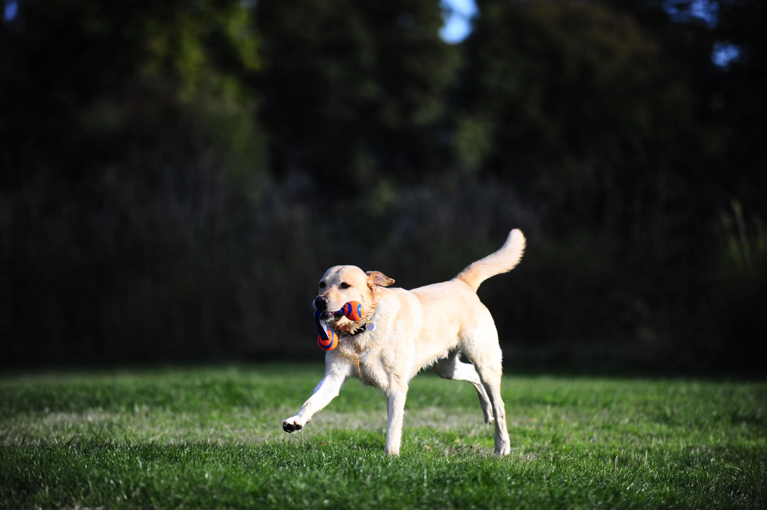 Trekspeelgoed voor Honden met 2 Tennisballen en Nylon Lint, ø 5 cm – Chuckit! Ultra Duo Tug S - Afbeelding 4