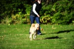Trekspeelgoed voor Honden met 2 Tennisballen en Nylon Lint, ø 5 cm – Chuckit! Ultra Duo Tug S - Afbeelding 3