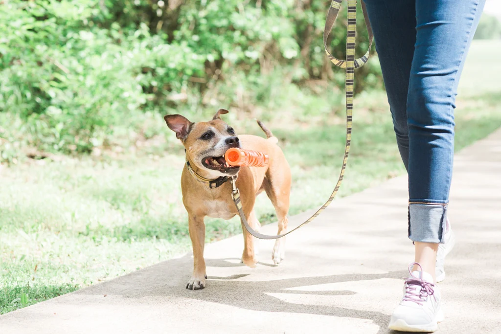 Apporteerstok van Zacht Rubber, Drijvend, 31 cm – Chuckit! Air Fetch Stick - Afbeelding 4