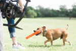 Apporteerstok van Zacht Rubber, Drijvend, 31 cm – Chuckit! Air Fetch Stick - Afbeelding 6