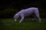 Lichtgevende Hondenbal M, Drijvend, 6 cm, 2 Stuks – Chuckit! Air Glow Fetch Ball - Afbeelding 6