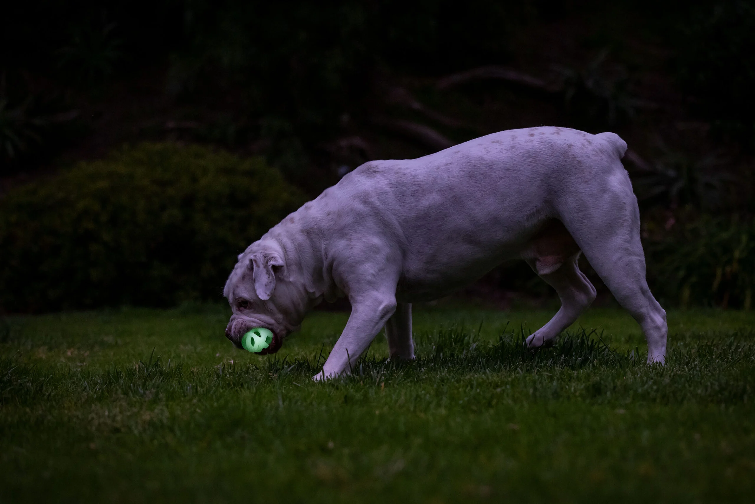 Lichtgevende Hondenbal M, Drijvend, 6 cm, 2 Stuks – Chuckit! Air Glow Fetch Ball - Afbeelding 6
