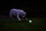 Lichtgevende Hondenbal M, Drijvend, 6 cm – Chuckit! Air Glow Fetch Ball - Afbeelding 5