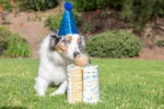Hondenbal met Vanillegeur, M 6 cm – Chuckit! Birthday Fetch Ball - Afbeelding 2