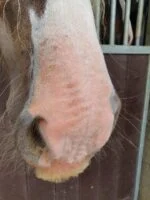 Zonnebrandcrème voor Paarden en Pony's, 150 g – Excellent Horse Sunblock Cream SPF 30 - Afbeelding 3