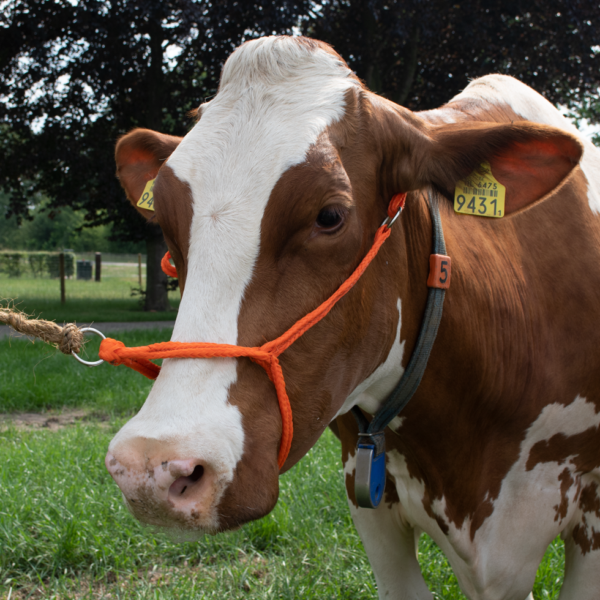 Runderhalster voor Koeien van Gevlochten Nylon, Verstelbaar, Oranje – Excellent