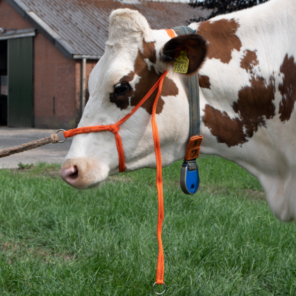 Runderhalster voor Grote Koeien van Gevlochten Nylon, Verstelbaar, Oranje – Excellent