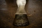 Glitterhoeflak Goud, 150 ml – Excellent Horse Hi Gloss Glitter Hoof Polish - Afbeelding 2