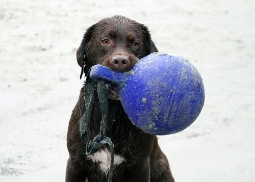 Drijvende Hondenbal Oranje L (20 cm) – Jolly Pets Tug-n-Toss - Afbeelding 5