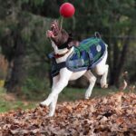 Hondenbal met Touw, Drijvend, Blauw S (10 cm) – Jolly Pets Romp-n-Roll - Afbeelding 3