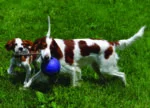 Hondenbal met Touw, Drijvend, Blauw S (10 cm) – Jolly Pets Romp-n-Roll - Afbeelding 4