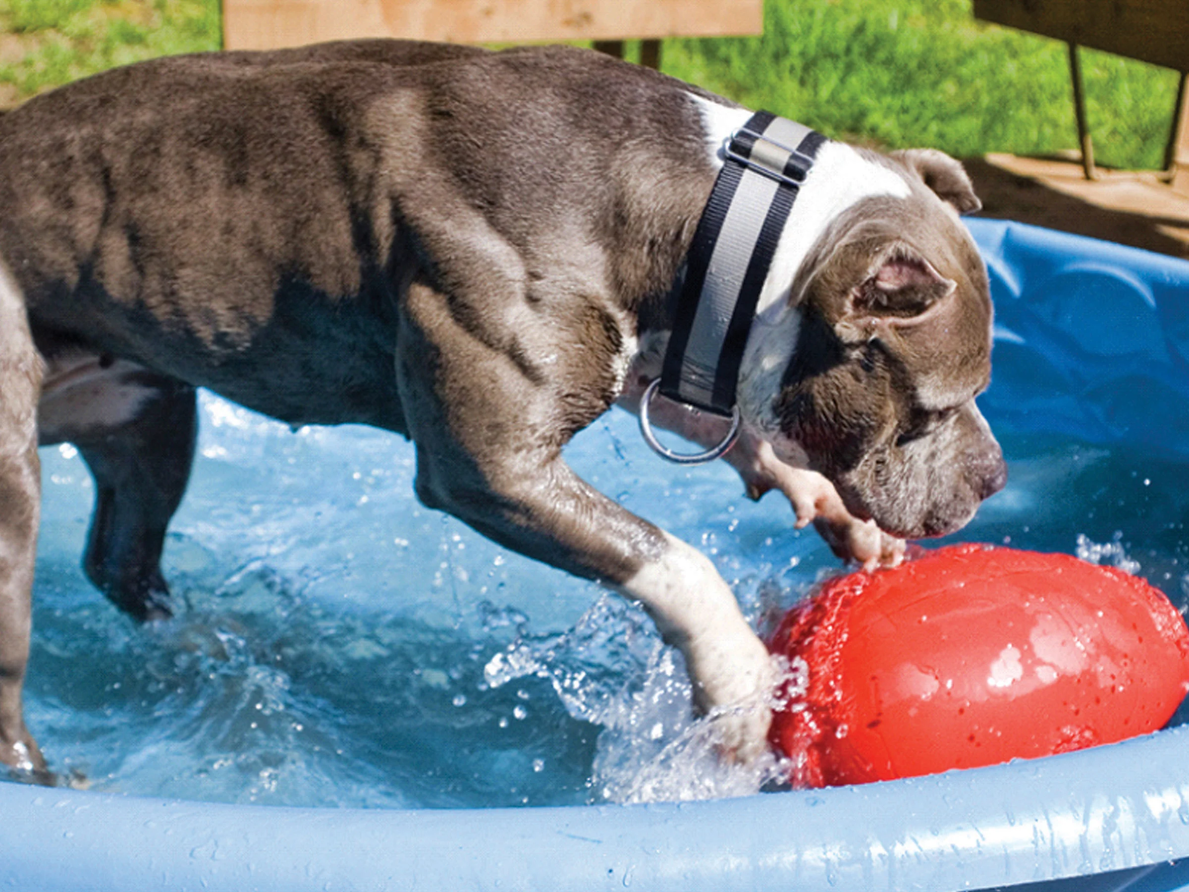 Speelei voor Honden van Kunststof, Paars, 30 cm – Jolly Pets Egg - Afbeelding 3
