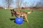 Hondenbal met Gladde Afwerking Blauw, 35 cm – Jolly Pets Push-n-Play - Afbeelding 3