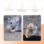 Geurset tegen Muizen en Ratten, 30 ml Vloeistof en 2 Doosjes – Knock Pest Stay Away Muis Home Set - Afbeelding 3
