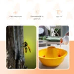 Wespenlokstof voor Wespenvallen, 250 ml – Knock Pest Wasp Bait (Wespentraktatie) - Afbeelding 3