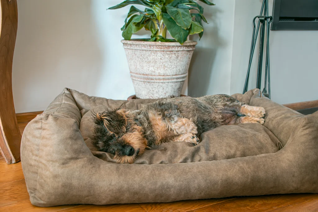 Hondenmand met Uitneembaar Kussen L Taupe – Let's Sleep Sweet Dreams - Afbeelding 3