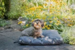 Hondenkussen voor Buiten met Waterafstotende Buitenzijde, Antraciet XL, 125 x 90 x 10 cm – Let's Sleep Cushy Cloud - Afbeelding 3