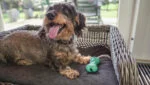 Kauwbot voor Honden van Natuurlijk Rubber met Muntgeur – Moodies DJ Derpy - Afbeelding 4