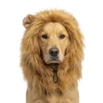 Leeuwenmanen voor Honden Oranje L – Holland Oranje Manen Tooi