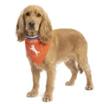 Hondenbandana Oranje M voor Koningsdag – Holland Oranje Bandana