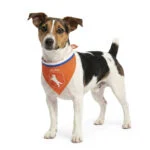 Hondenbandana Oranje S voor Koningsdag – Holland Oranje Bandana