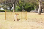 Hondenren Opvouwbaar, 8 Panelen van 60 x 60 cm – Pawise Dog Play Pen S - Afbeelding 2