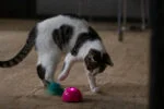 Speelmuis met Bewegingssensor en Madnip, Roze – Robocat Mouse - Afbeelding 5