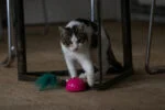 Speelmuis met Bewegingssensor en Madnip, Roze – Robocat Mouse - Afbeelding 4