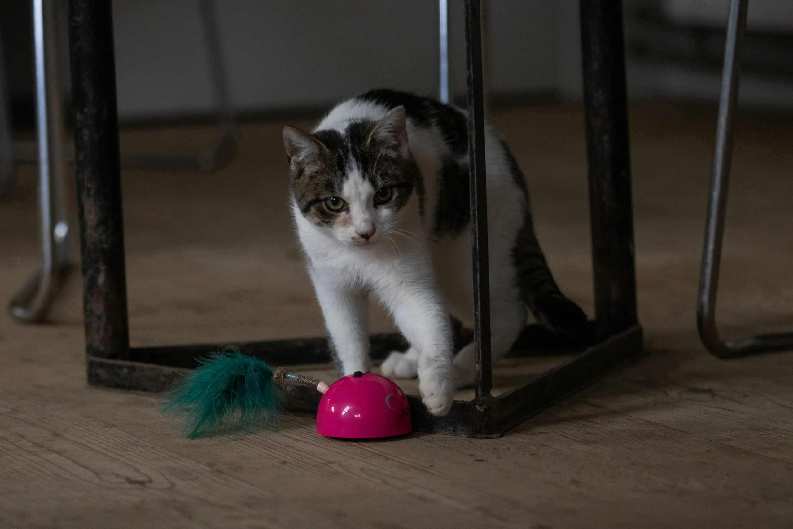 Speelmuis met Bewegingssensor en Madnip, Roze – Robocat Mouse - Afbeelding 4