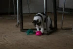 Speelmuis met Bewegingssensor en Madnip, Roze – Robocat Mouse - Afbeelding 6