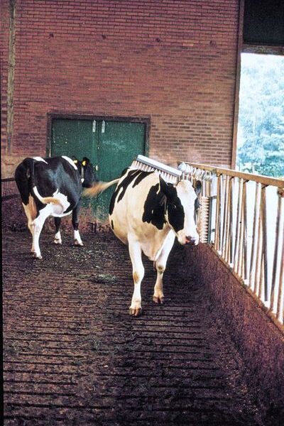 Veeborstel met Horizontale Borstel en Veerophanging