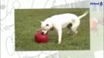 Hondenbal met Gladde Afwerking Blauw, 25 cm – Jolly Pets Push-n-Play - Afbeelding 2