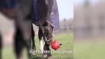 Paardenspeelbal met Elastieken, 19 cm, Blauw – Excellent Horse Fun Play Ball - Afbeelding 3