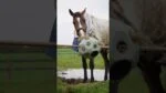 Voerbal voor Paarden met Voeropeningen, Zwart – Excellent Horse Feed & Play Ball - Afbeelding 3