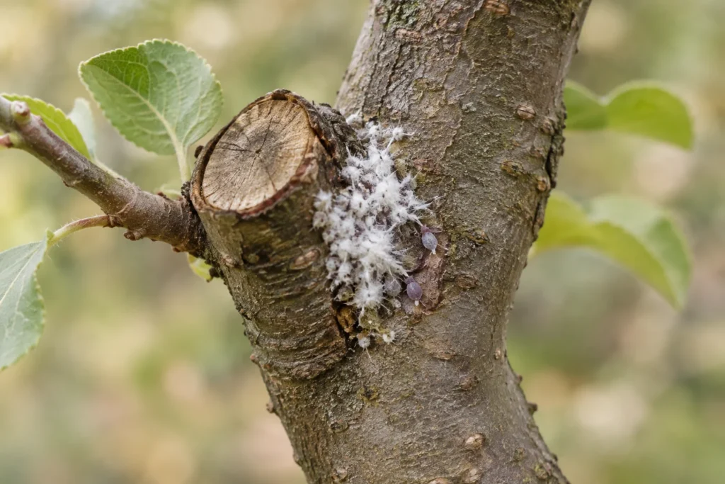 Illustratie van een wollige kolonie appelbloedluizen bij een snoeiwond op een appelboom.