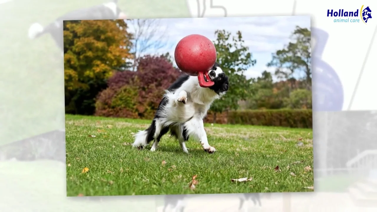 Drijvende Hondenbal Oranje L (20 cm) – Jolly Pets Tug-n-Toss - Afbeelding 6