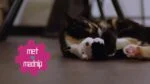 Bewegend Kattenspeeltje met Geluid en Madnip – Robocat Bij - Afbeelding 4