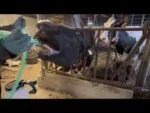 Drenchpomp met Boormachineaandrijving en 25 l Vat voor Koeien – Excellent Cow Drencher Drill Driven - Afbeelding 3